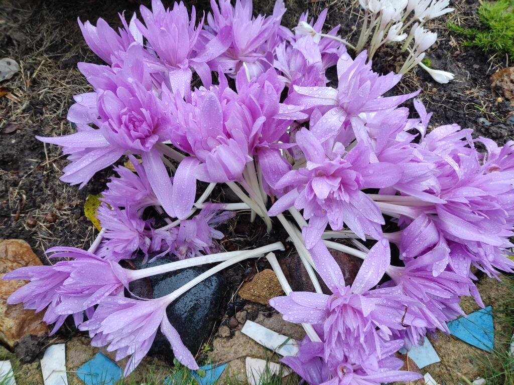 Colchicum woronowii