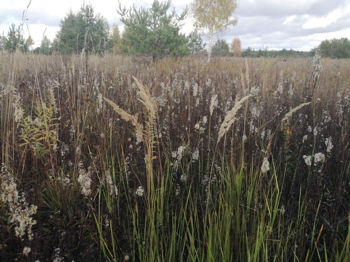 Фото автора. Наше поле и осенью прекрасно. Не хуже летнего цветущего и дурманящего запахами трав.