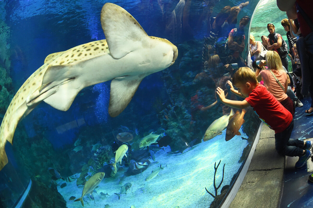 Источник: https://crocus-oceanarium.ru