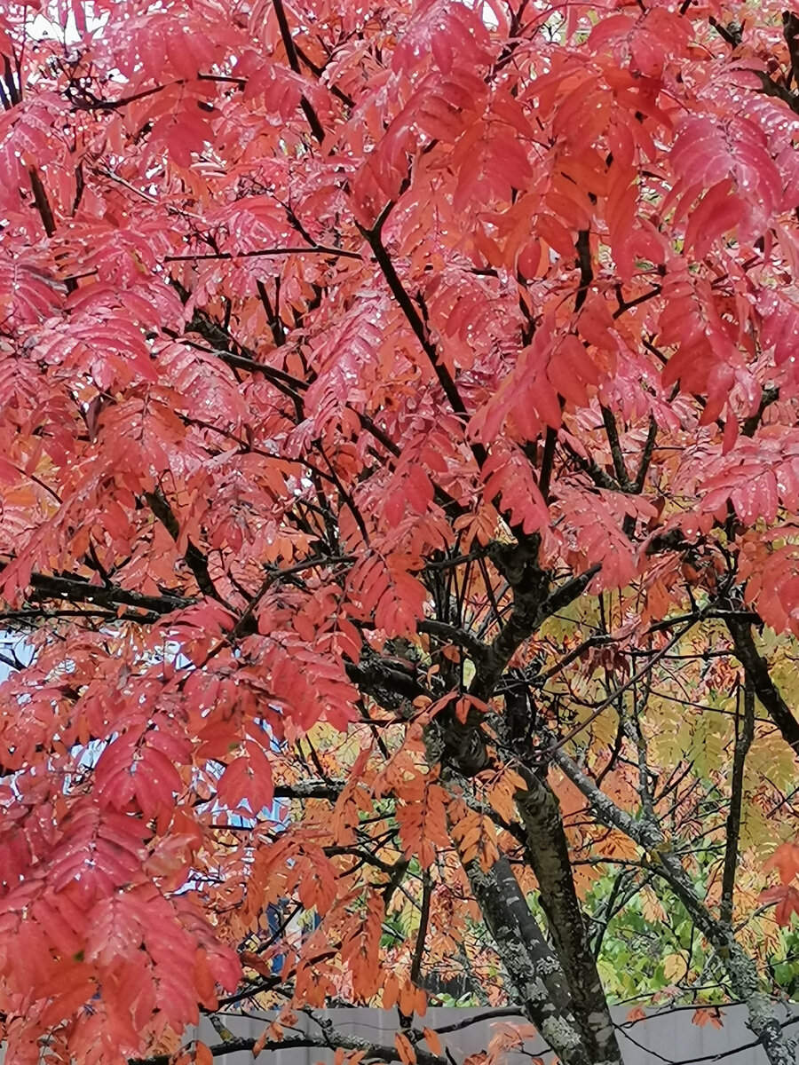 Вопрос. Кто или что пытается уничтожить листья осенью? Ответ: осень.