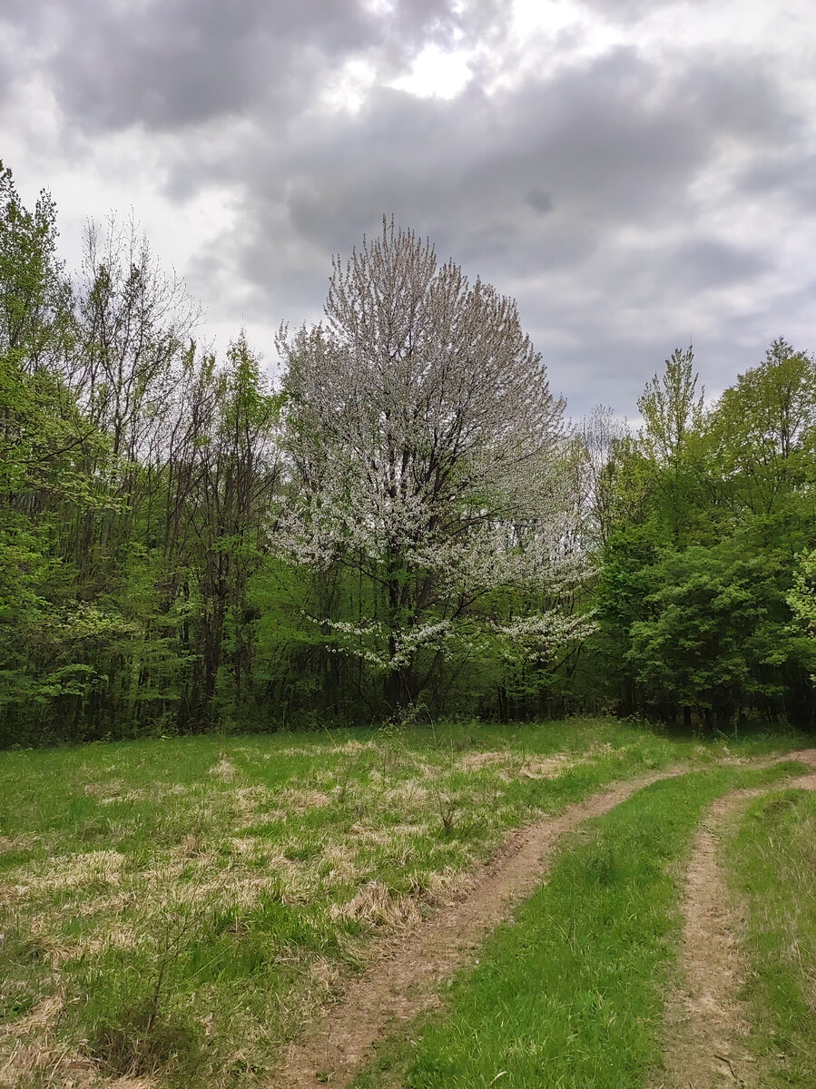 На тропе весна