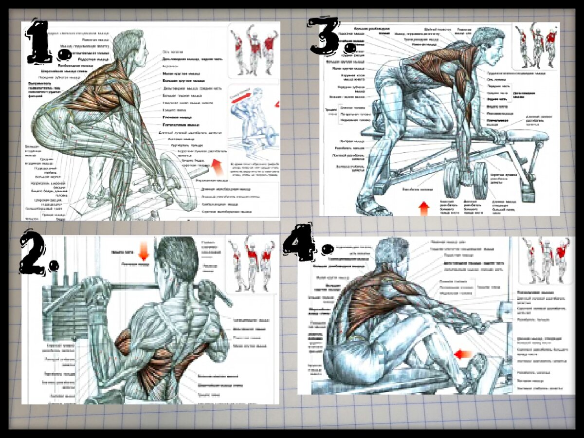 1-Тяга "Т"-грифа; 2-тяга верхнего блока; 3-тяга гантели к поясу; 4- тяга нижнего блока. Схемы взяты из книги Ф. Дэлавье "Анатомия силовых упражнений".