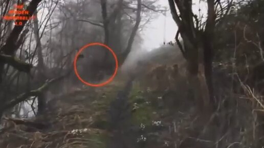 Yredirect true. Сигнализатор поклёвки «‎иволга ка1». Обвязка деревьев кобра. Почему вместо яндекса открывается дзен. Yredirect true.