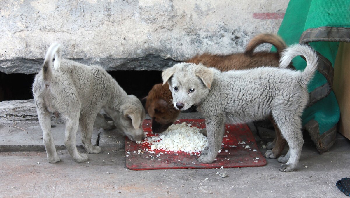     В Ростове на выходных 22 и 23 октября проведут благотворительный фестиваль, основной целью которого является помощь животным найти новый дом, об этом рассказали в пресс-службе фестиваля «Дай лапу».