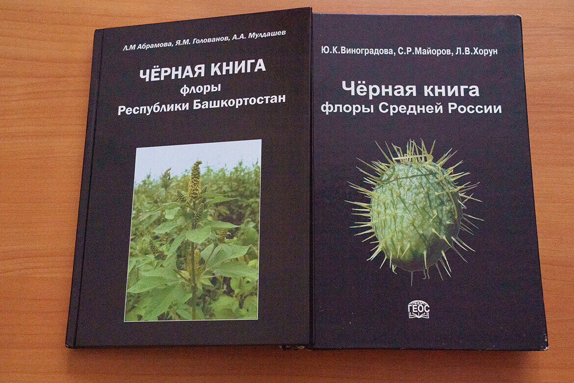 Растения, которые «любят» людей: в чем польза и опасность синантропных  растений? | Татар-информ | Дзен