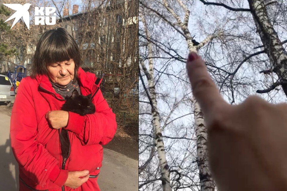     Кота приютила мама сибирячки. Фото: Предоставлено героями публикации