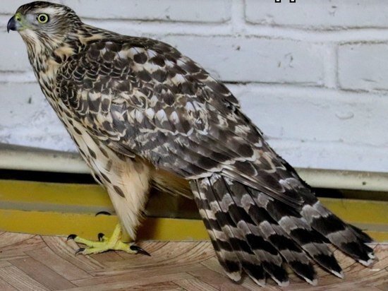     Ястреба с ушибом крыла спасли в Биробиджане ФОТО: МЧС ЕАО