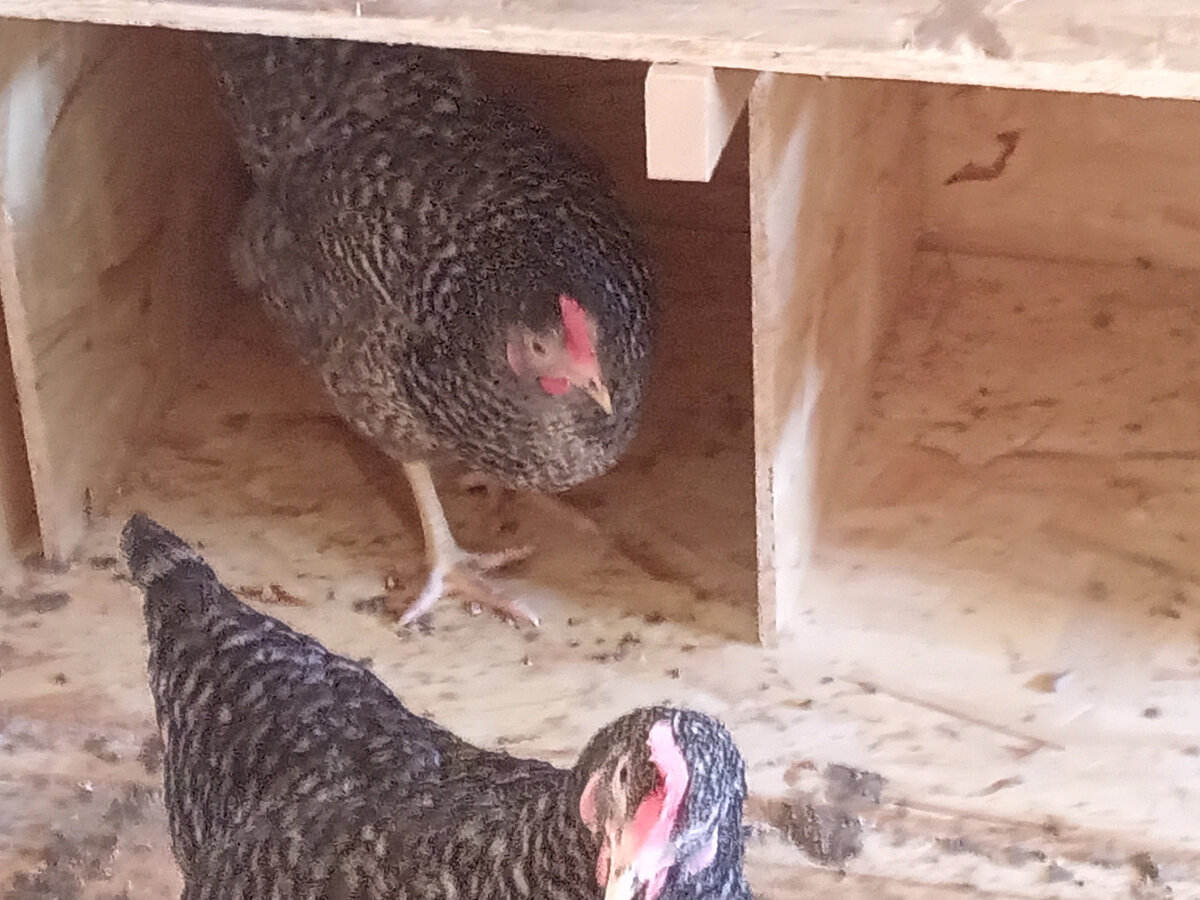 Также этих птиц называют крапчатыми Доминантами. Они характеризуются золотисто-бурыми перьями и окрасом, схожим с тем, что у разновидности Леггорн. Куропатчатые куры отлично адаптируются в условиях русских зим. Вес яиц достигает до 60 г, цвет – белый или кремовый. Наши наблюдения: адаптация легко яйца несут крупные с первого дня покупки . к корму переход на натуралку легко этой птицей очень довольны 