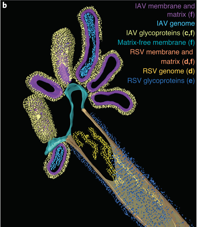    фото: Nature Microbiology