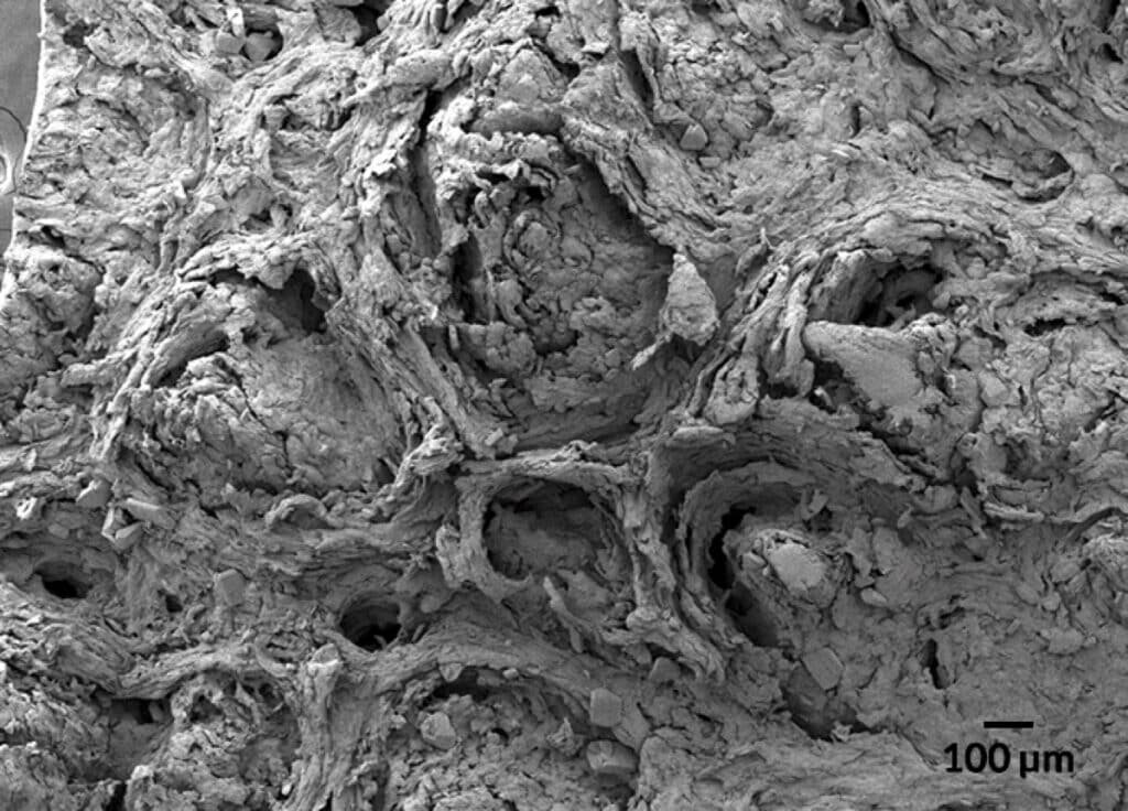    «Рифление» на подушечках лап белых медведей / ©Orndorf et al., 2022