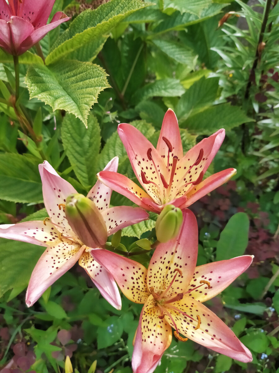 цветы в саду