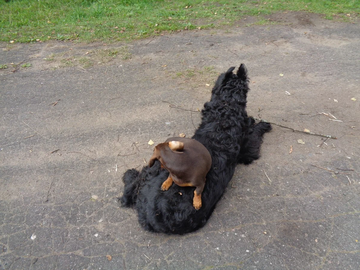 то Холли. Порода - Ризеншнауцер.Ковром ее сделала Сеня..минитакса. Холли 9 лет, Сене второй год. Считает Холли своей мамой и ковриком заодно..