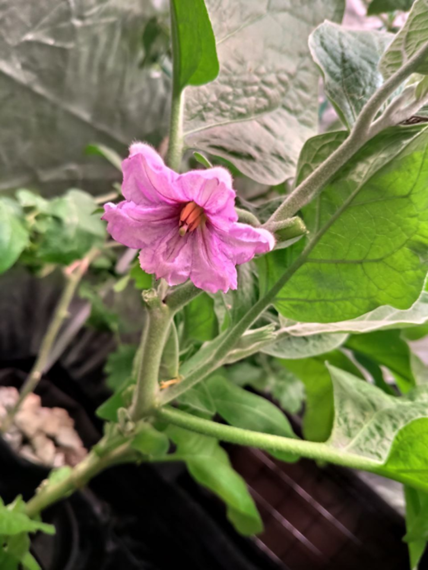 Цветок Баклажана