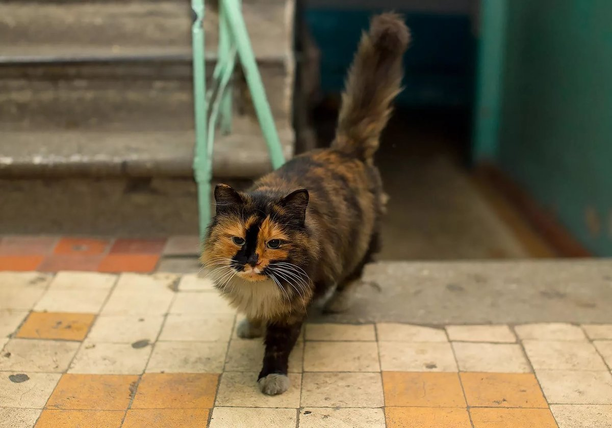 Фото из Интернета.