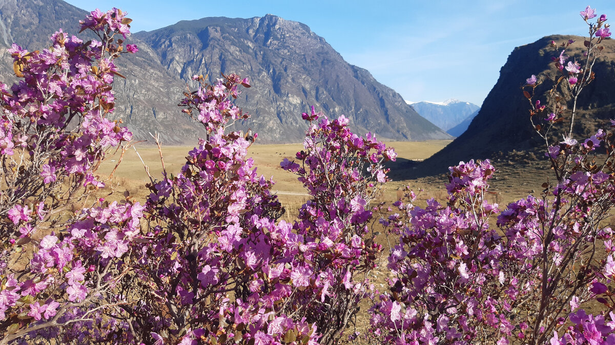 акташ маральник. маральник на алтае. цветет маральник горный алтай чуя. когда цветет алтай. когда цветет алтай.