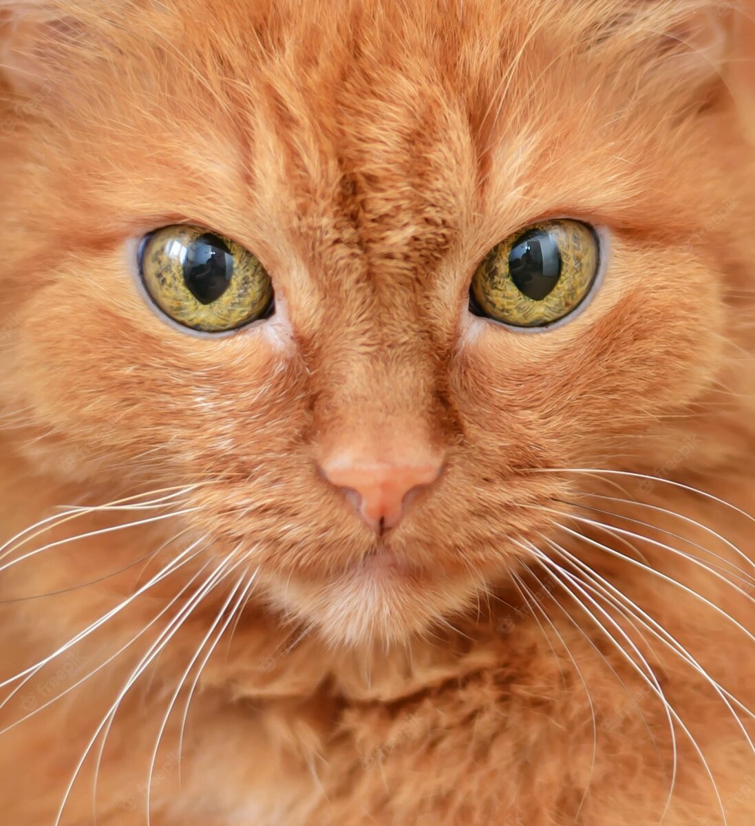 Картинка взята из доступных источников Яндекс фото и картинок 