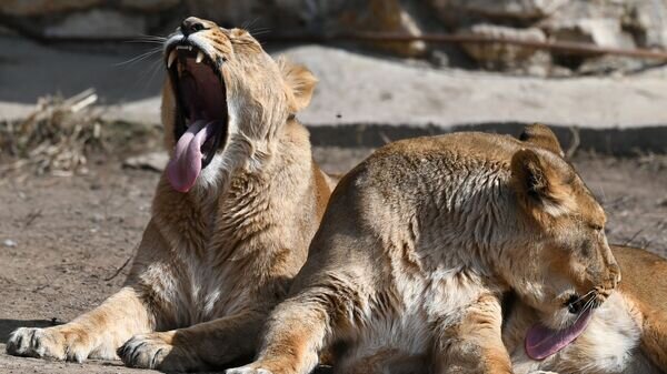    © Sputnik / Максим Блинов