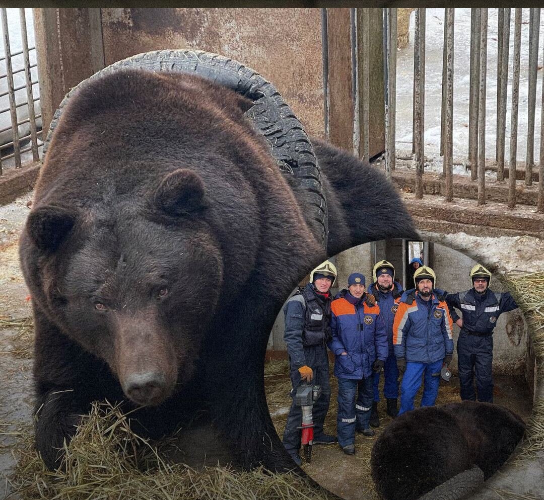 Медведи в подмосковье. Медведь в Подмосковье. Медведь спасатель. В Подмосковье есть медведи.