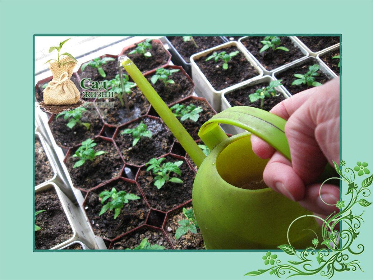 Удобрения для рассады