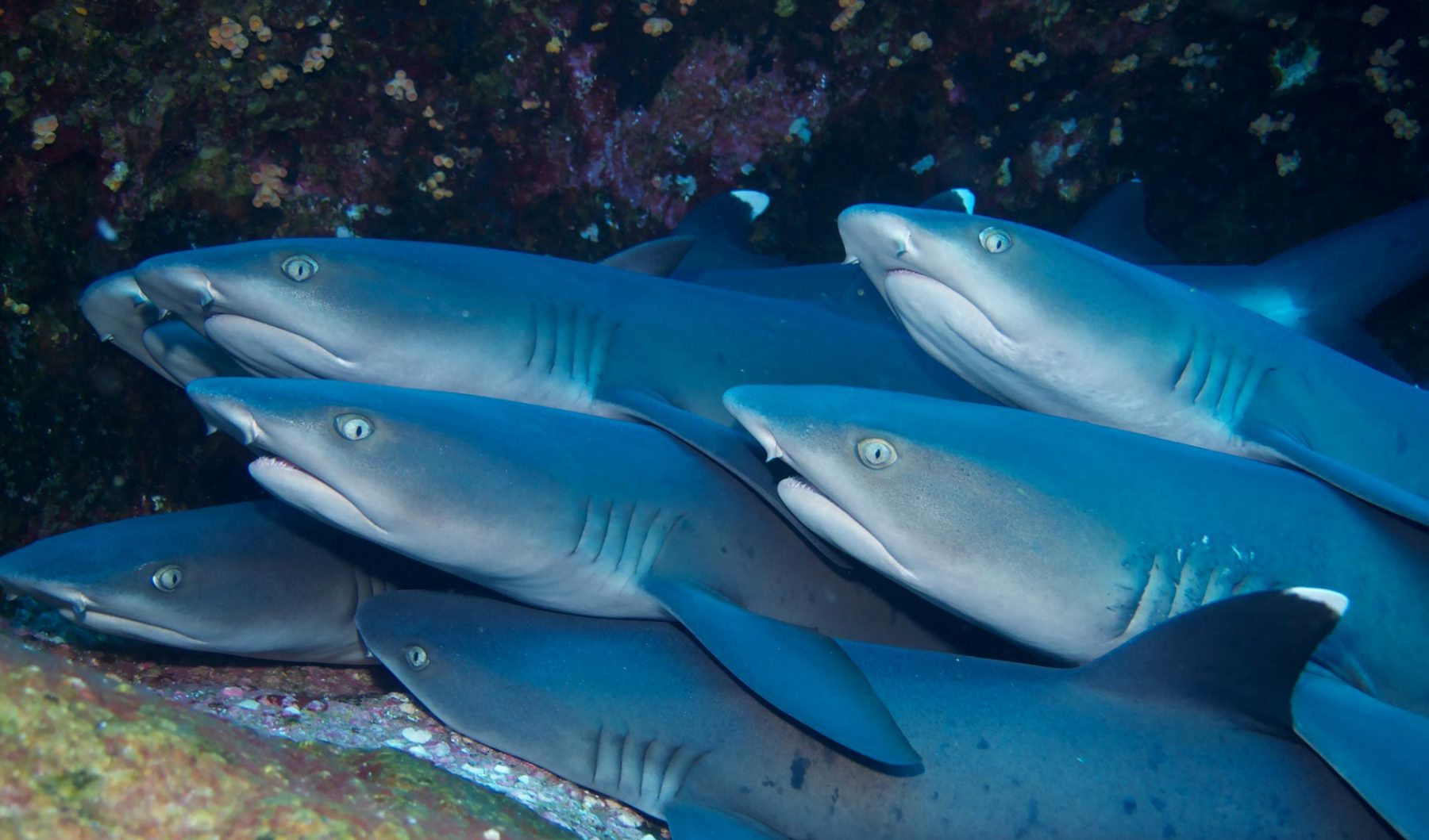 Рифовая акула. Большая рифовая акула. Белоперые рифовые акулы. Whitetip Reef Shark.