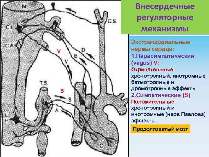 нервные окончания в сердце. павлова, механизм его действия на сердце. сердце facies pulmonalis. регуляция сердечной деятельности физиология. симпатическая и парасимпатическая нервная система.