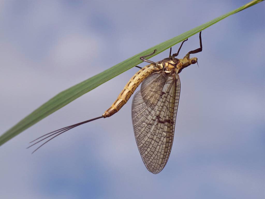 Ещё подёнка (из открытых источников)