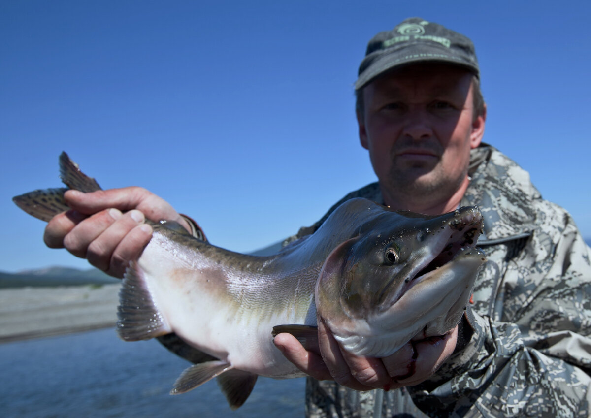 Горбуша представитель рода тихоокеанских лососей