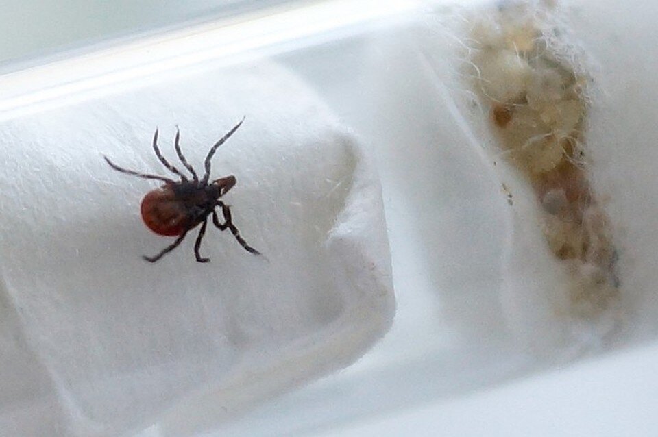     Клещи снова активизируются весной. Алексей БУЛАТОВ