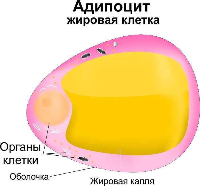 Схема строения адипоцитов разных видов жировой ткани