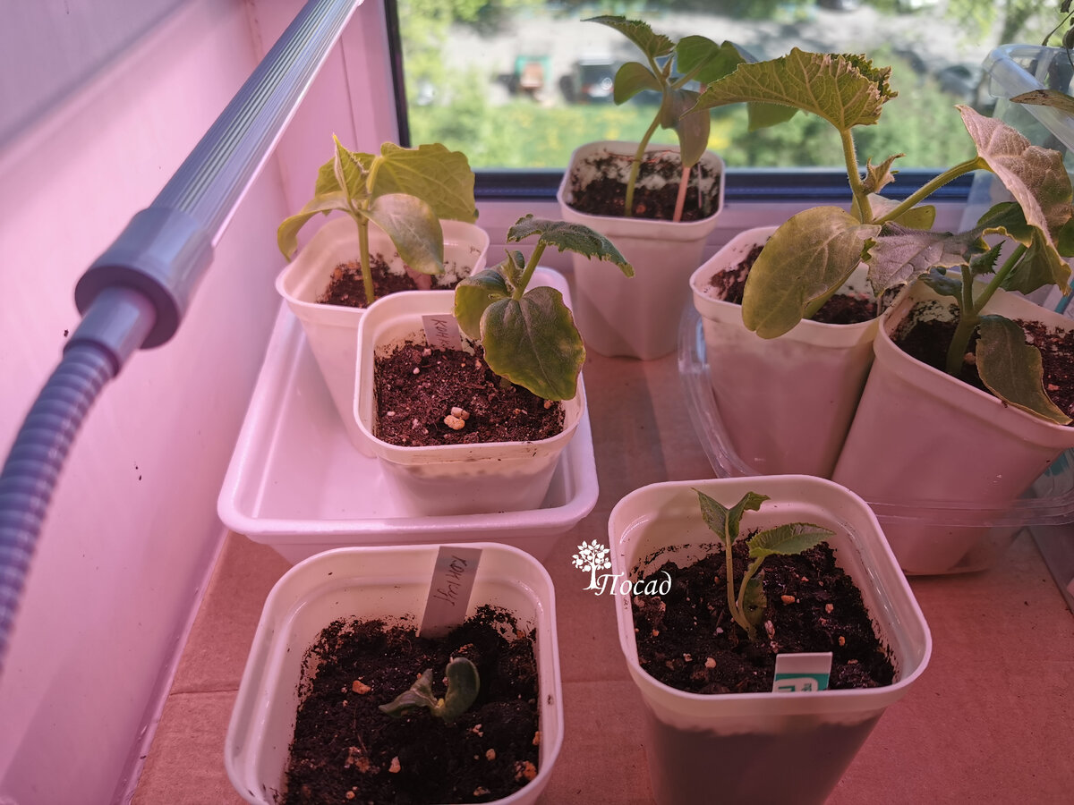 Видите разницу? Все семена были замочены и посеяны в один день.