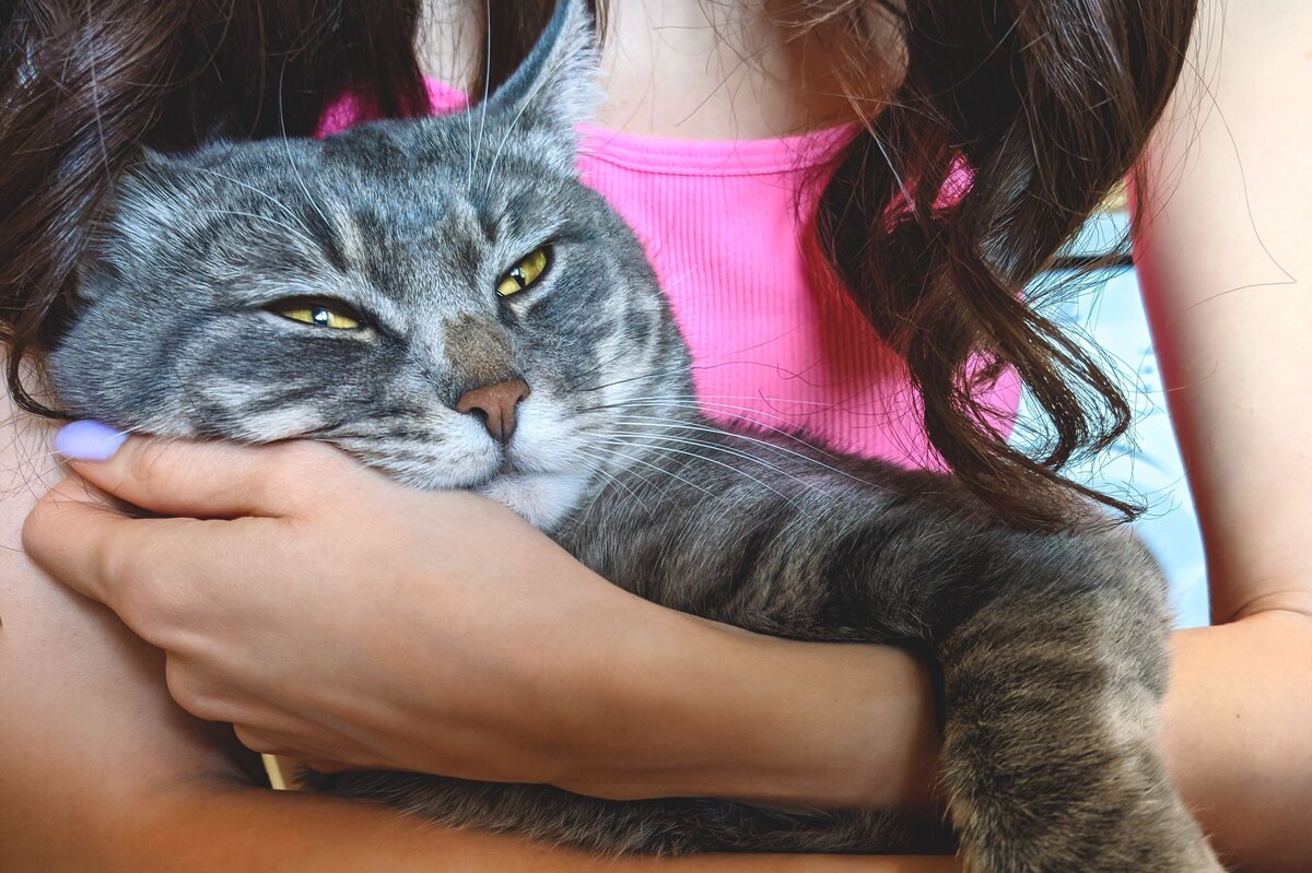     Кота без документов хотели усыпить в аэропорту Таиланда. Его спасла команда бортпроводников