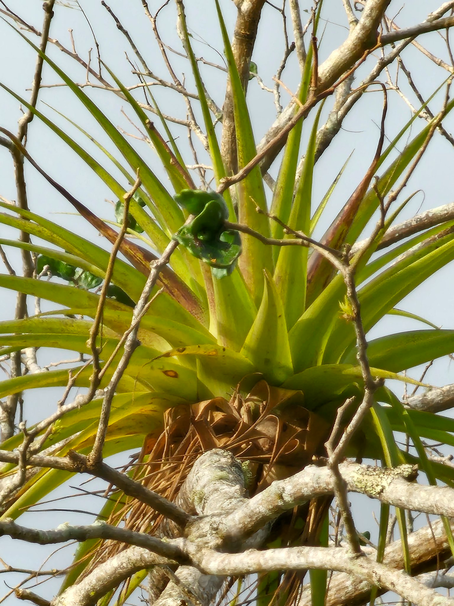    30-кратный зум