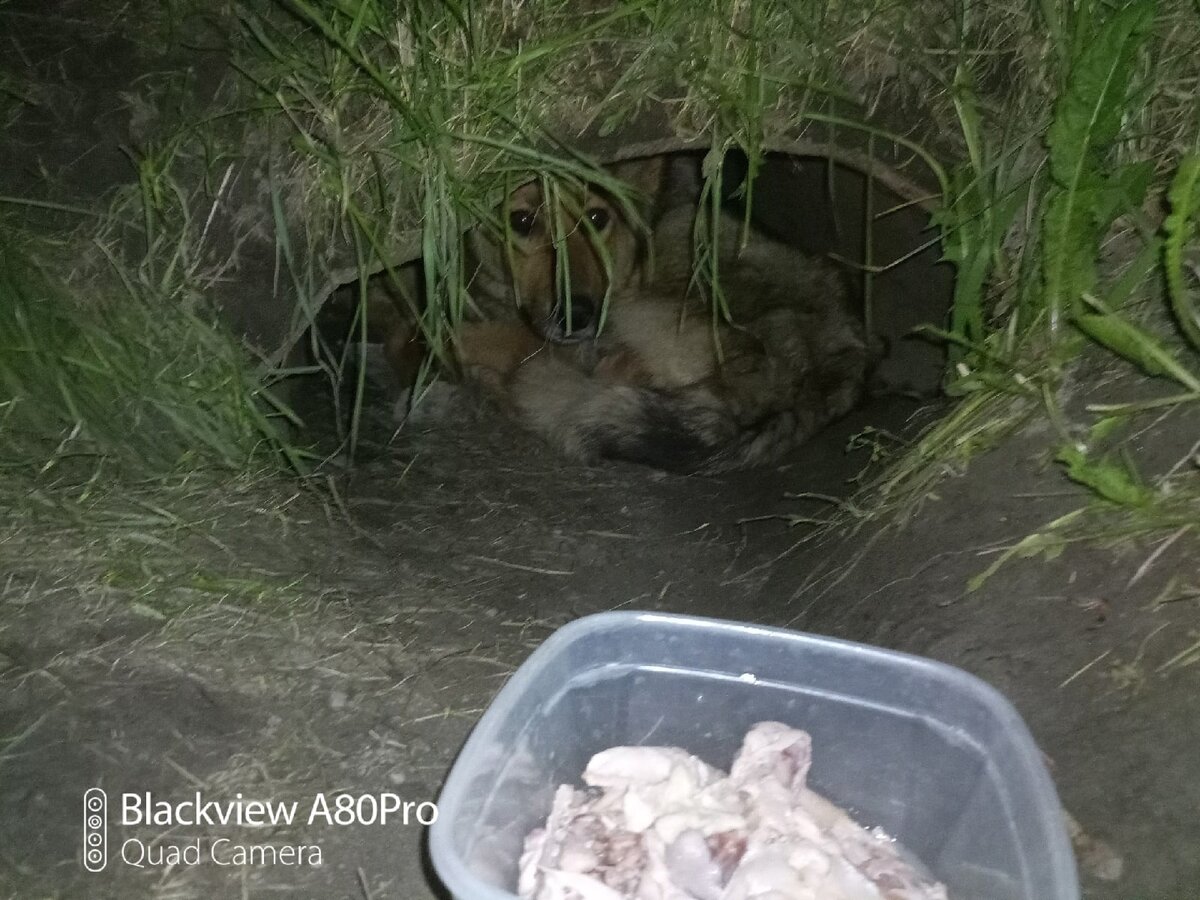 Собака пропадала как "сквозь землю". Вход в трубу совсем не выглядел как собачье убежище!  