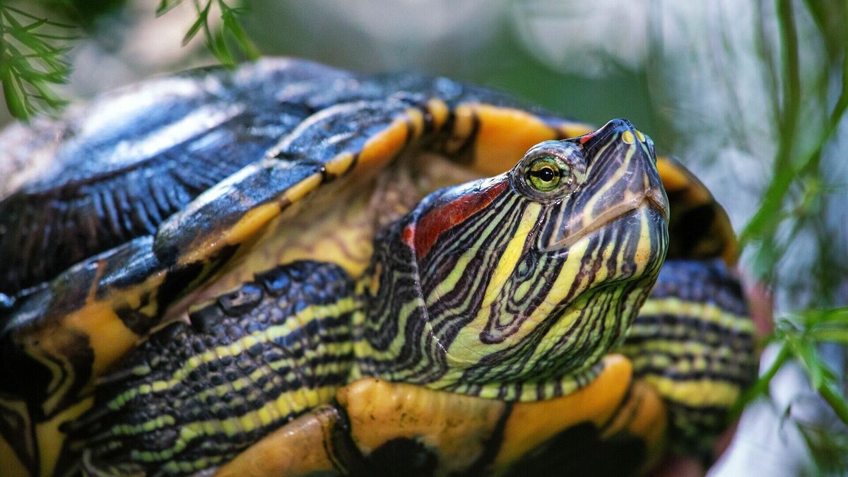     Международный коллектив ученых установил, что красноухие черепахи — популярные домашние питомцы — распространились по водоемам всей Евразии, «захватив» материк сразу с двух сторон