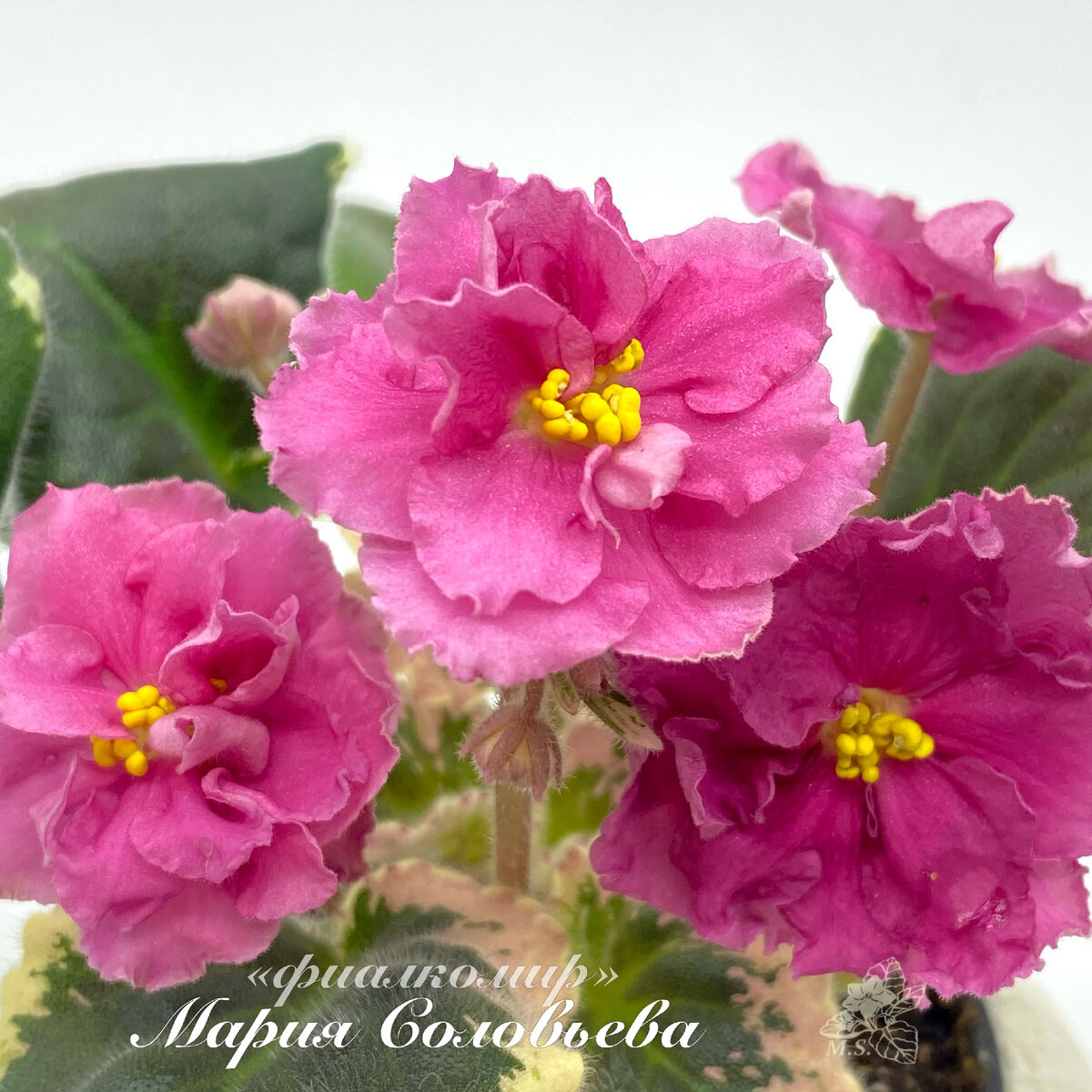 НК-Вкус Малины (Н.Козак)