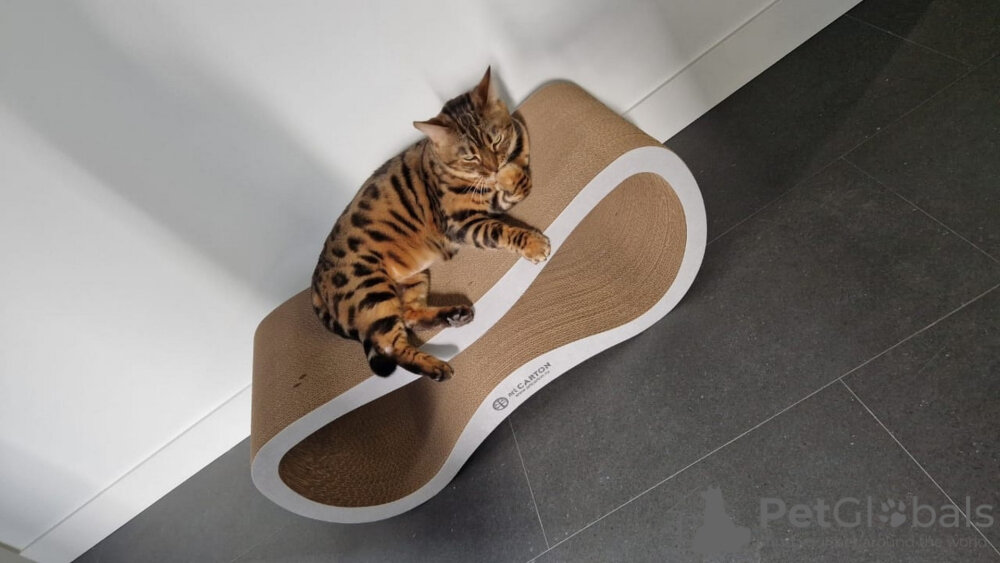 Бенгальская порода (Bengal cats)