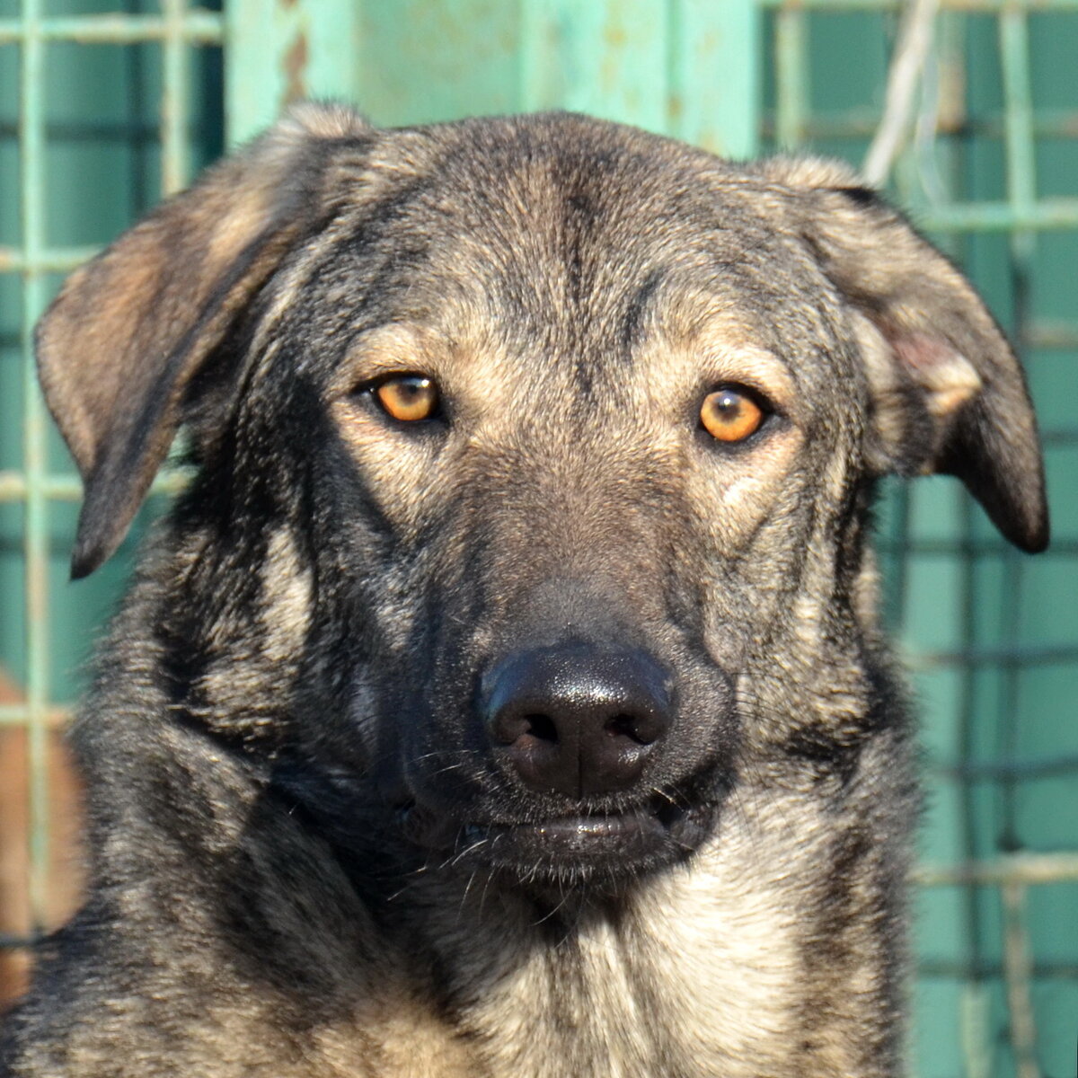 Одна из собак приюта Кожухово. Фото из личного архива