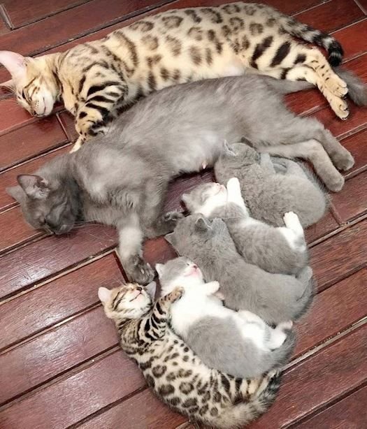      Кошачье семейство