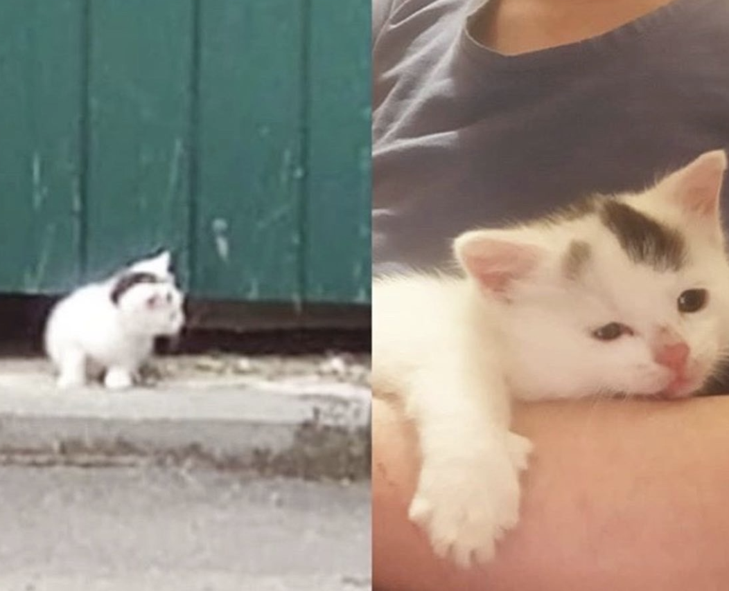 Куцый котенок царапался и шипел на прохожих, никого к себе не подпуская ...