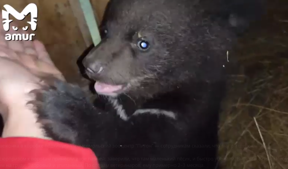 Медвежонок активный и очень общительный