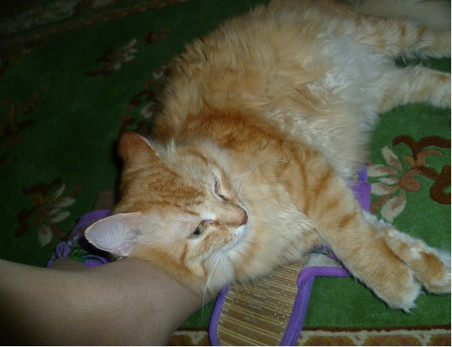 Ясенька отдыхает