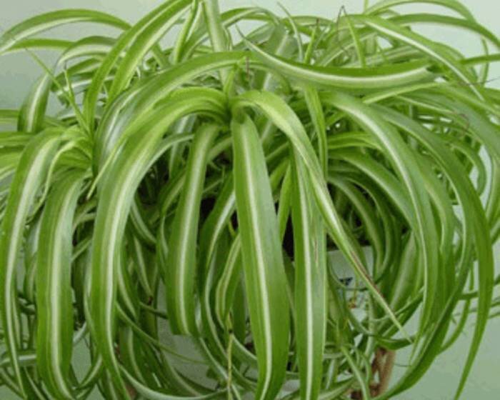 Хлорофитум