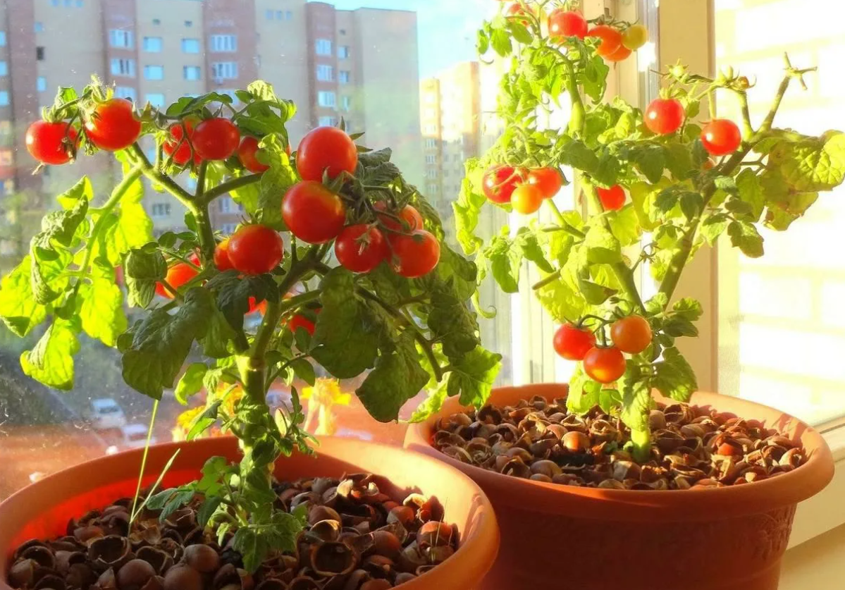 Размножение томатов черенками для домашнего огорода | Агракультура