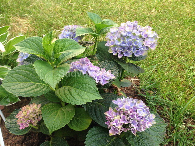 Синяя (фиолетовая) гортензия.