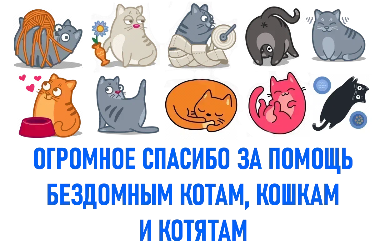 Продолжение поста «Домовенок без своего дома. [ Котик уехал в новый дом]»⁠⁠  | Animalrescueed | Дзен