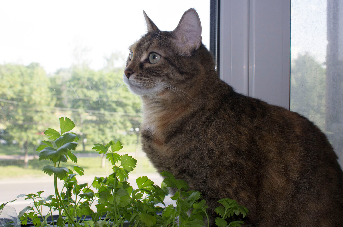 Рысь-наш главный садовод