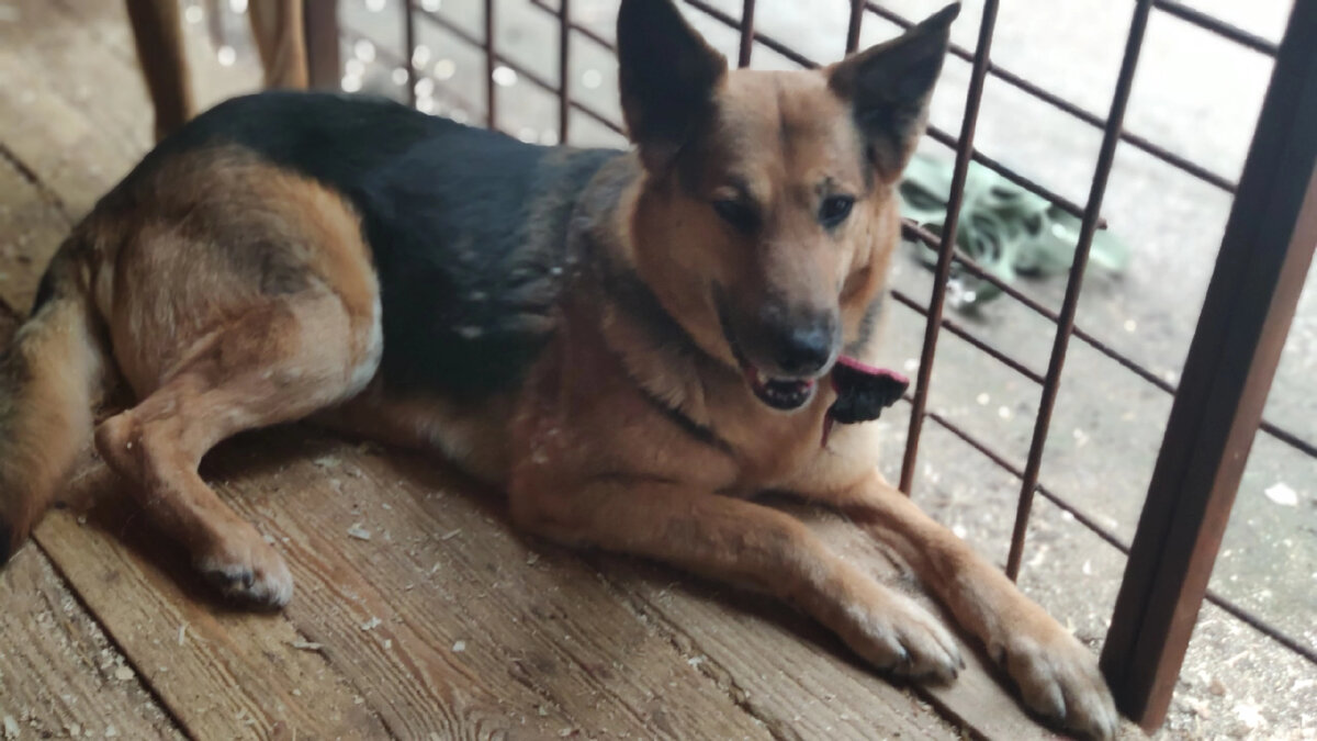 Хоть  у  нас  и   хороший  приют, дома  лучше.