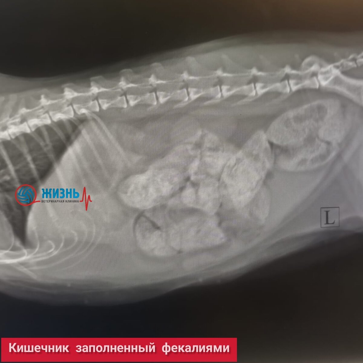 Рентген кошке в Калуге. На рентгене кишечник переполненный каловыми массами. 