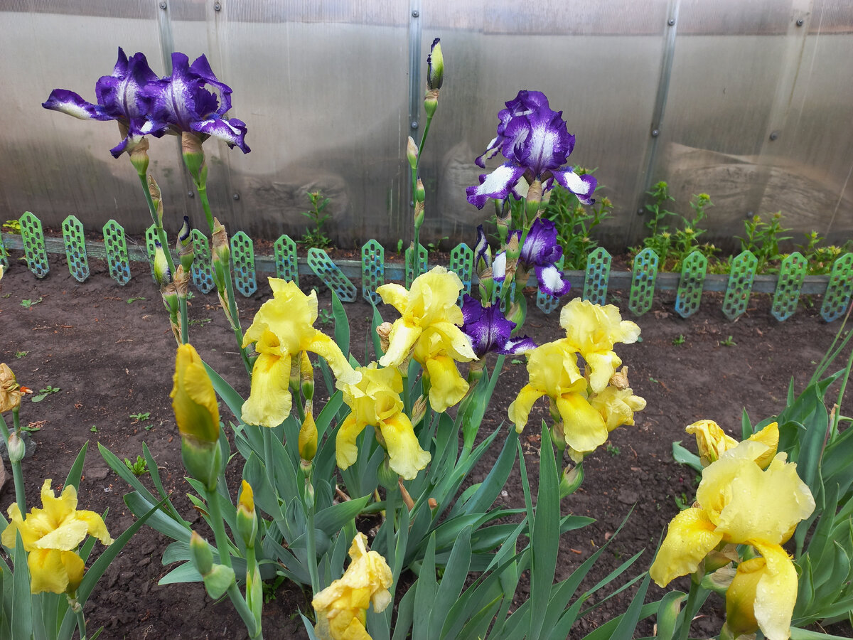 Эти сортовые ирисы посажены из маленьких ростков всего 2 года назад! 