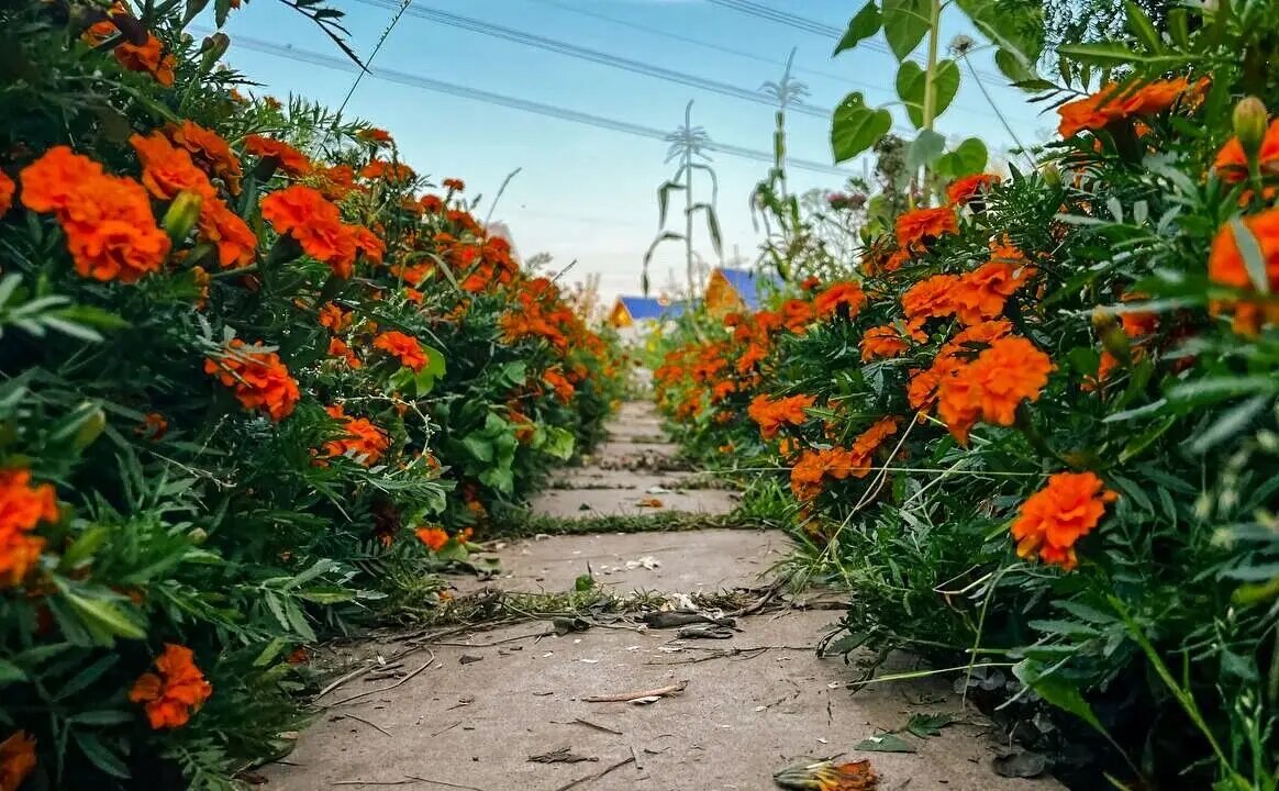 Ярки и красивы, и для сердца милы – всё это о них, о бархатцах